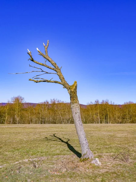 Dead  oak tree at the mead — Stock Photo, Image