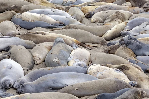Tuleně spící na pláži nedaleko San Simeonu — Stock fotografie