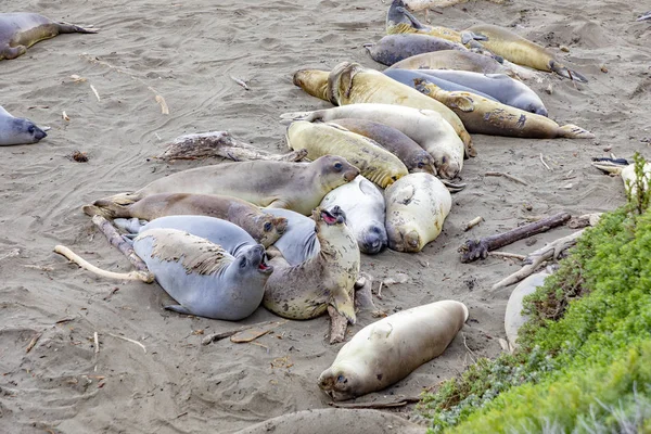 Selos dormindo na praia perto de San Simeon — Fotografia de Stock