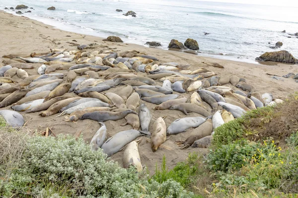 Seals sleeping at the beach near San Simeon — Stock Photo, Image