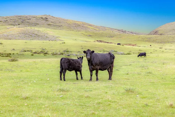 Коровы пасутся на свежих лугах — стоковое фото