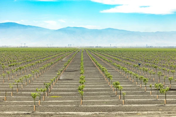 Vinha para o famoso vinho califórnia em Bakersfield, Califórnia — Fotografia de Stock