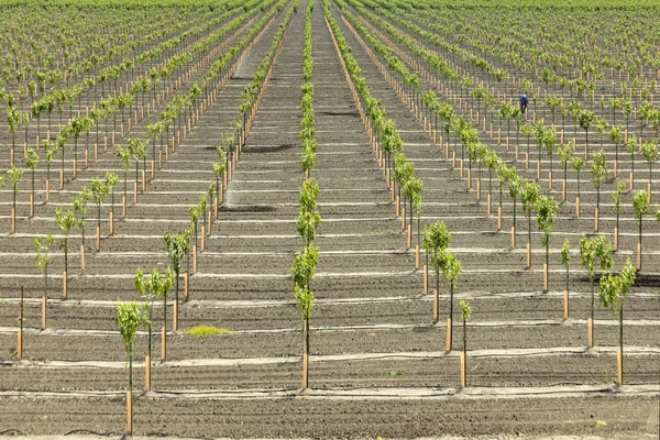 Wijngaard voor de beroemde Californische wijn in Bakersfield, Californië — Stockfoto