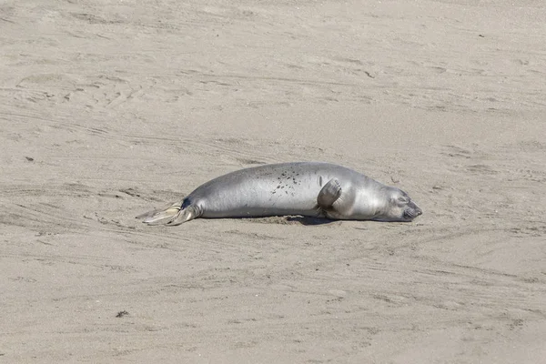 León marino disfruta de la playa en San Simeón — Foto de Stock