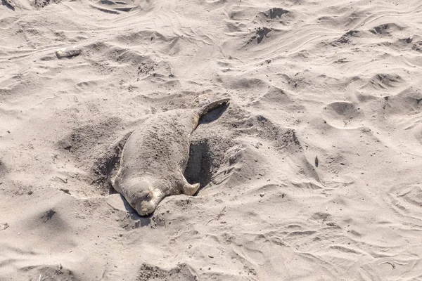 Cansadas focas relajantes en la playa —  Fotos de Stock