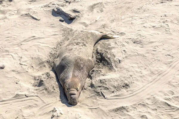 Moe ontspannen zeehonden op het strand — Stockfoto