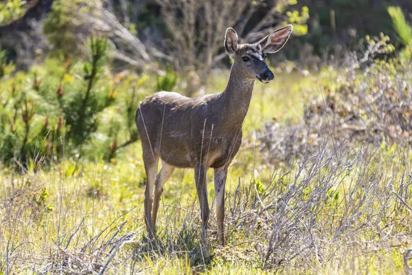 Veado observa a área no parque nacional lobos ponto — Fotografia de Stock