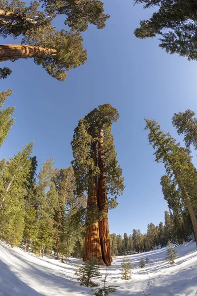 Beaux vieux séquoias en hiver — Photo