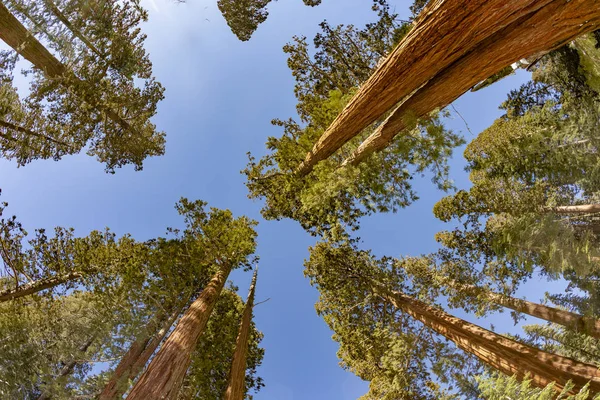 Beautiful old sequoia trees — Stock Photo, Image