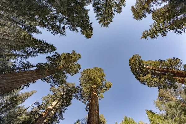 Beautiful old sequoia trees — Stock Photo, Image