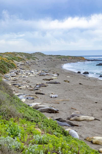 Seals sleeping at the beach near San Simeon Stock Picture