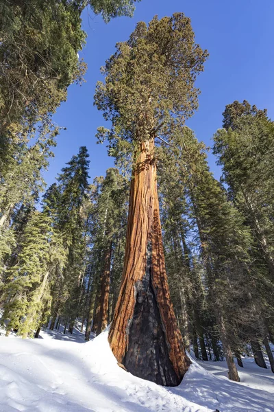 Mooie oude sequoia bomen — Stockfoto