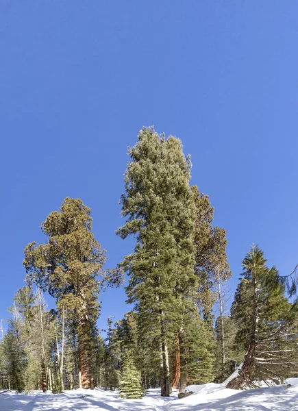 Bellissimi vecchi alberi di sequoia — Foto Stock
