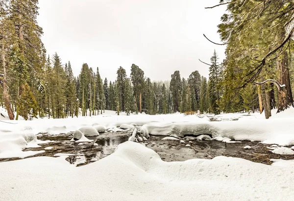 Viejos grandes árboles de secuoya escénica en invierno — Foto de Stock