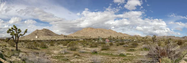 Krajina s joshuany v poušti — Stock fotografie