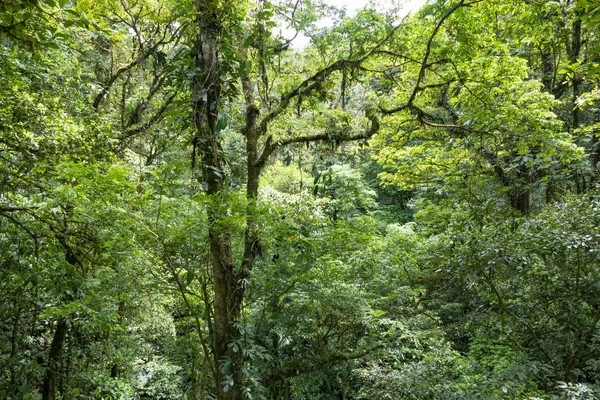 Dschungel bei monteverde in costa rica — Stockfoto