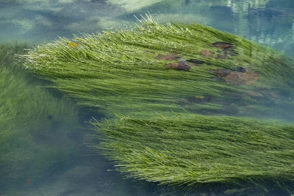 淡水に浮かぶ川の緑の草の詳細 — ストック写真