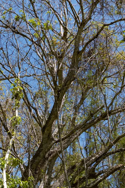 Árbol en la selva cerca de Cabuya, Costa Rica — Foto de Stock