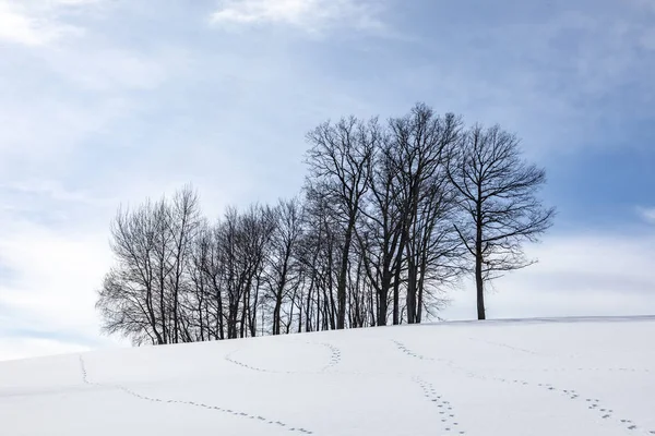 Paesaggio invernale panoramico con alberi — Foto Stock