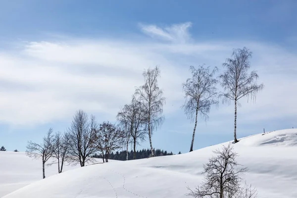 Scenic winter landscape with trees — Stock Photo, Image