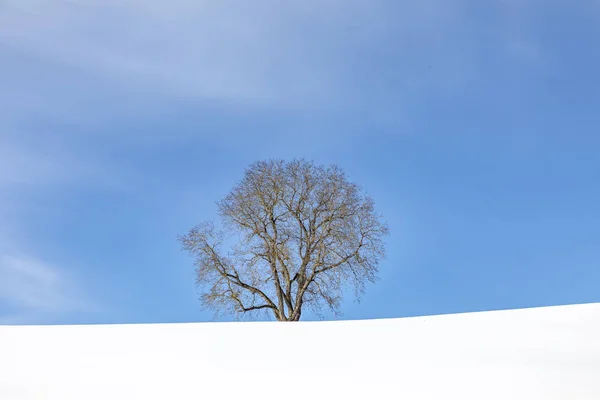 Γραφικό χειμερινό τοπίο με δέντρα — Φωτογραφία Αρχείου