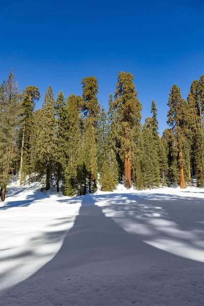 Mooie oude sequoia bomen in de winter — Stockfoto