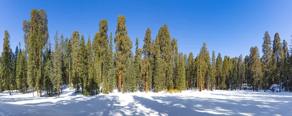 Hermosos árboles de sequoia en invierno — Foto de Stock