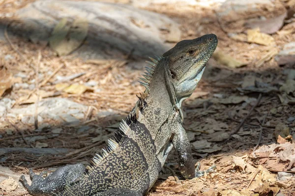 Lagarto en Costa Rica en la selva —  Fotos de Stock