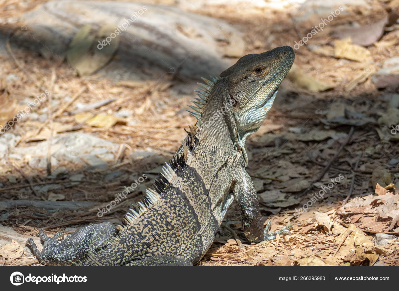 Firben i Costa Rica i junglen — Stockfoto © Hackman #266395980, image size:1600x1167