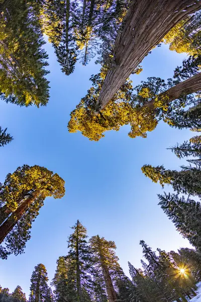 Güzel eski Sequoia ağaçlar — Stok fotoğraf