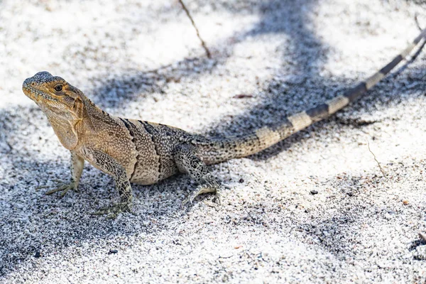 Lagarto en Costa Rica en la selva — Foto de Stock