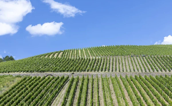 Zelená vinice v Rheingau — Stock fotografie