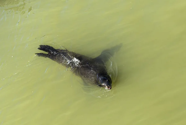 Seals in the ocean near San Francisco — Stock Photo, Image