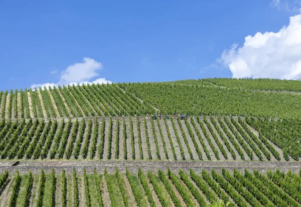Vinha verde no Rheingau — Fotografia de Stock