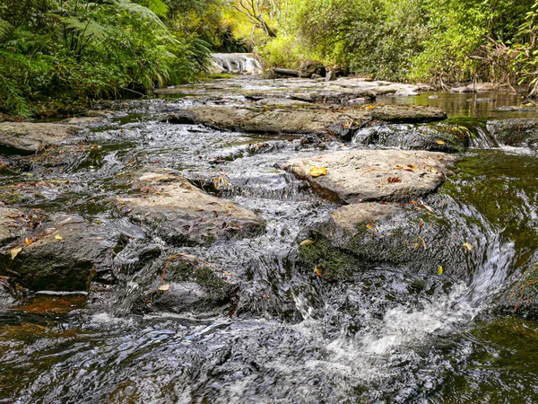 Scenic Kaituna River, Rotorua  in the tropical forest in New Zea — Stock Photo, Image