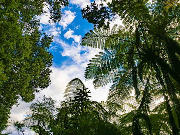 Vista panoramica al cielo con palme verdi, felci e altre t verde — Foto Stock