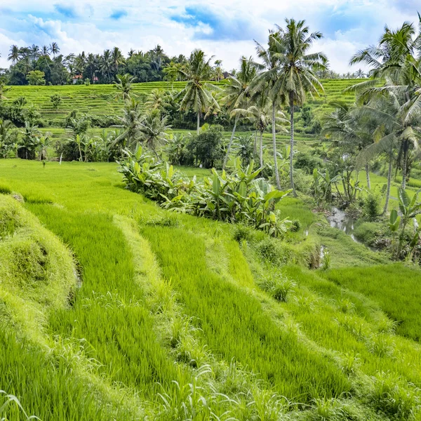 Scenic rice paddys in Bali with palm trees — Stock Photo, Image