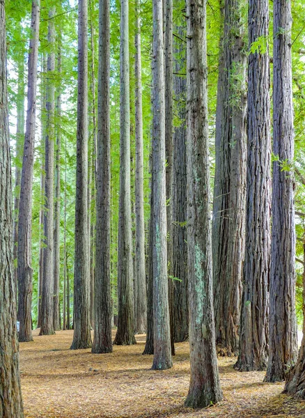 Indian Forest Near Hamurana Springs, Rotorua, Nya Zeeland — Stockfoto