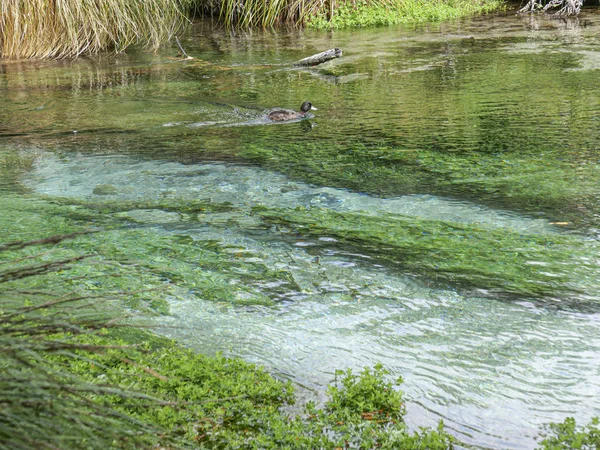 Eend zwemt in het heldere water van de Hamurana-bronnen — Stockfoto