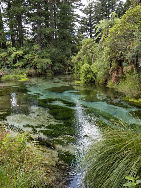 Кристально чиста вода з Hamurana Спрінгс, Роторуа, Нова Зеландія, — стокове фото