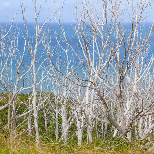 Naturaleza costera escénica con árboles blancos muertos, prado verde, azul — Foto de Stock