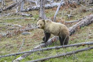 vahşi ayı bir alanda otlatma 
