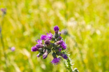 bir kır çiçeği çayırında çiçeklenme devedikeni 