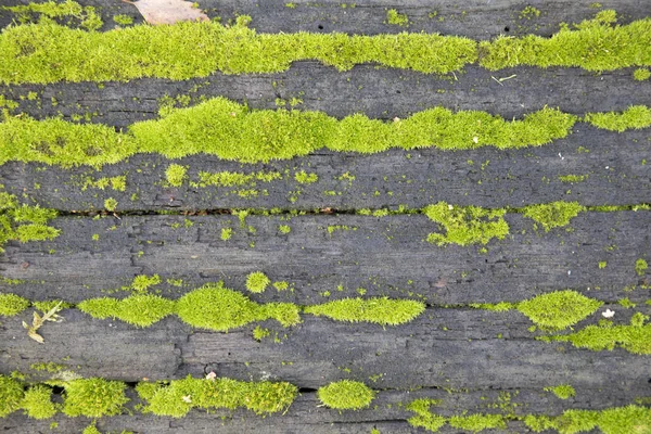 Detail von Moos auf Baumrinde — Stockfoto