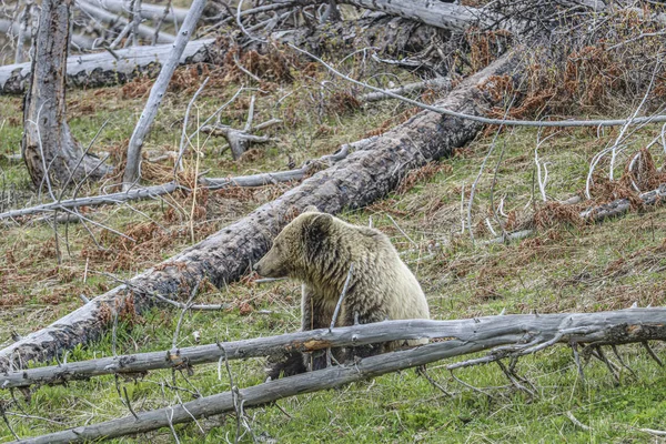 Pastviny volně žijící medvědí na poli — Stock fotografie