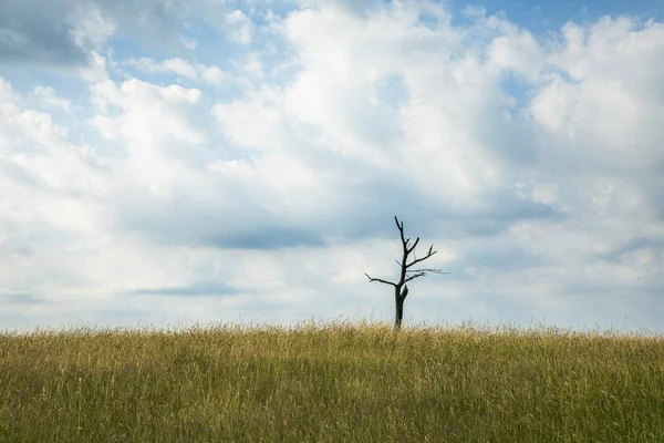 Μοναχικό νεκρό δέντρο σε χωράφι με καλαμπόκι. — Φωτογραφία Αρχείου