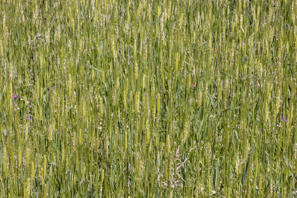 Trigo einkorn cresce no campo — Fotografia de Stock