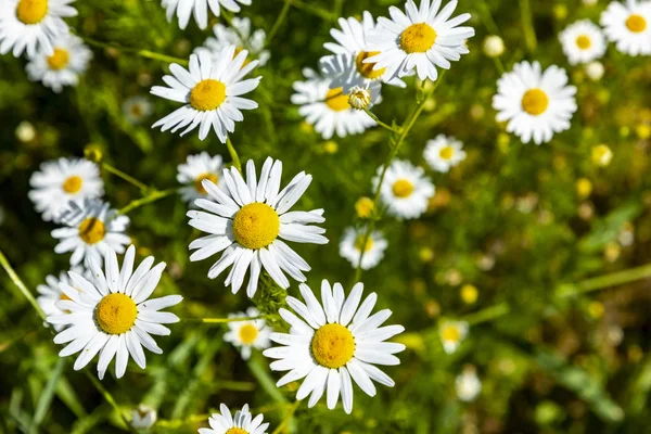 Fleurs de camoille poussant à la prairie, ils sont également utilisés pour m — Photo