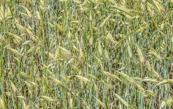 Winter rye grows at the field — Stock Photo, Image