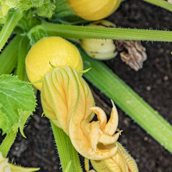 Blühende Zucchino-Pflanze wächst im Garten — Stockfoto